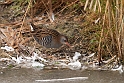 Water rail
